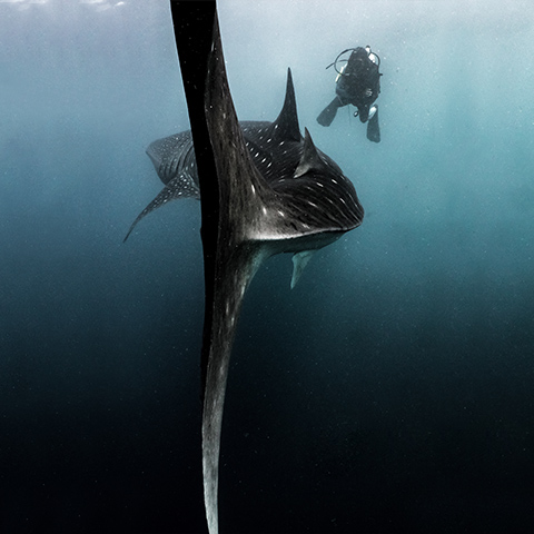 Whale Shark & Human