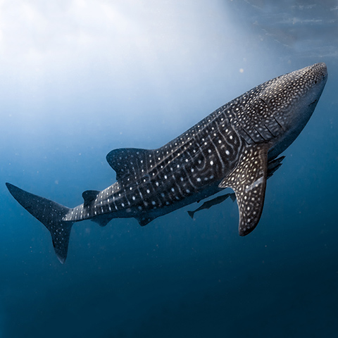 Whale Shark in Indonesia