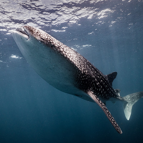 Whale Shark in Fam Islands