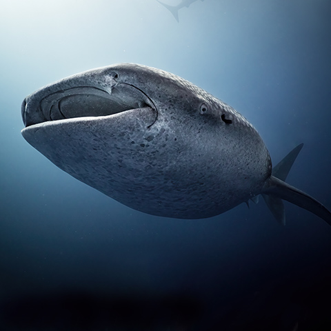 Whale Shark Portrait
