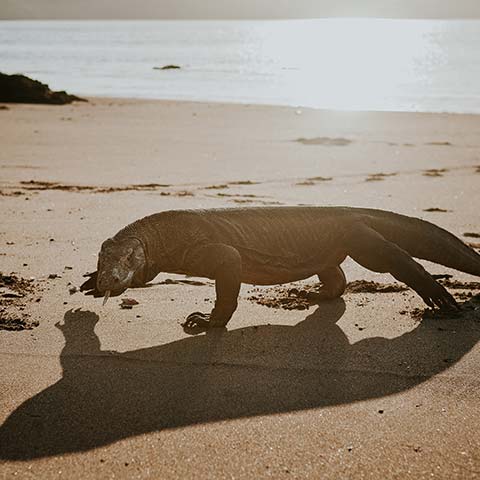 What eats Komodo Dragon
