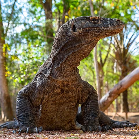 Where to see Komodo Dragons
