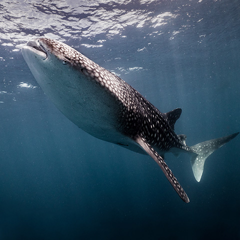 Where to see Whale Shark