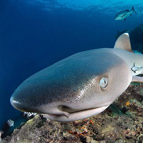 Whitetip Reef Shark