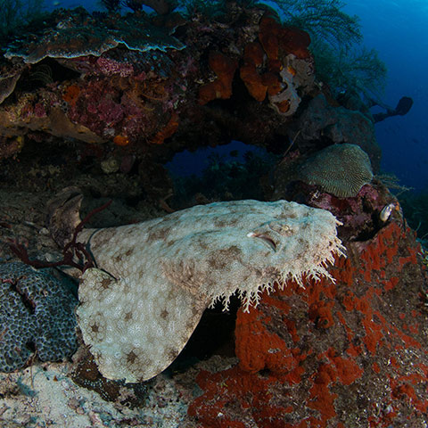 Wobbegong Shark Raja Ampat
