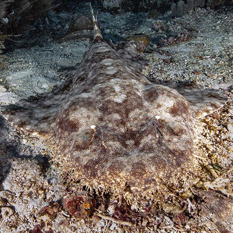 Wobbegong Shark in Melissa