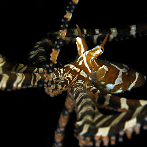 Wonderpus Night Dive Raja Ampat