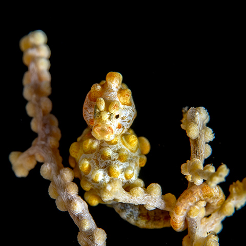 Yellow Bargibanti Pygmy Seahorse