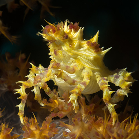 Yellow Candy Crab
