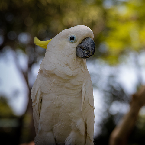 Yellow Crested Cockatoo
