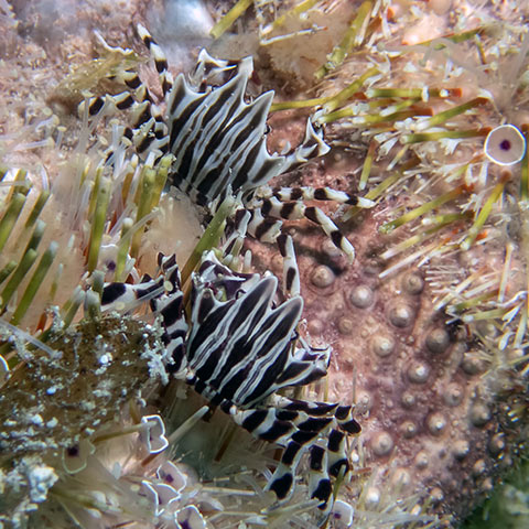 Zebra Urchin Crabs